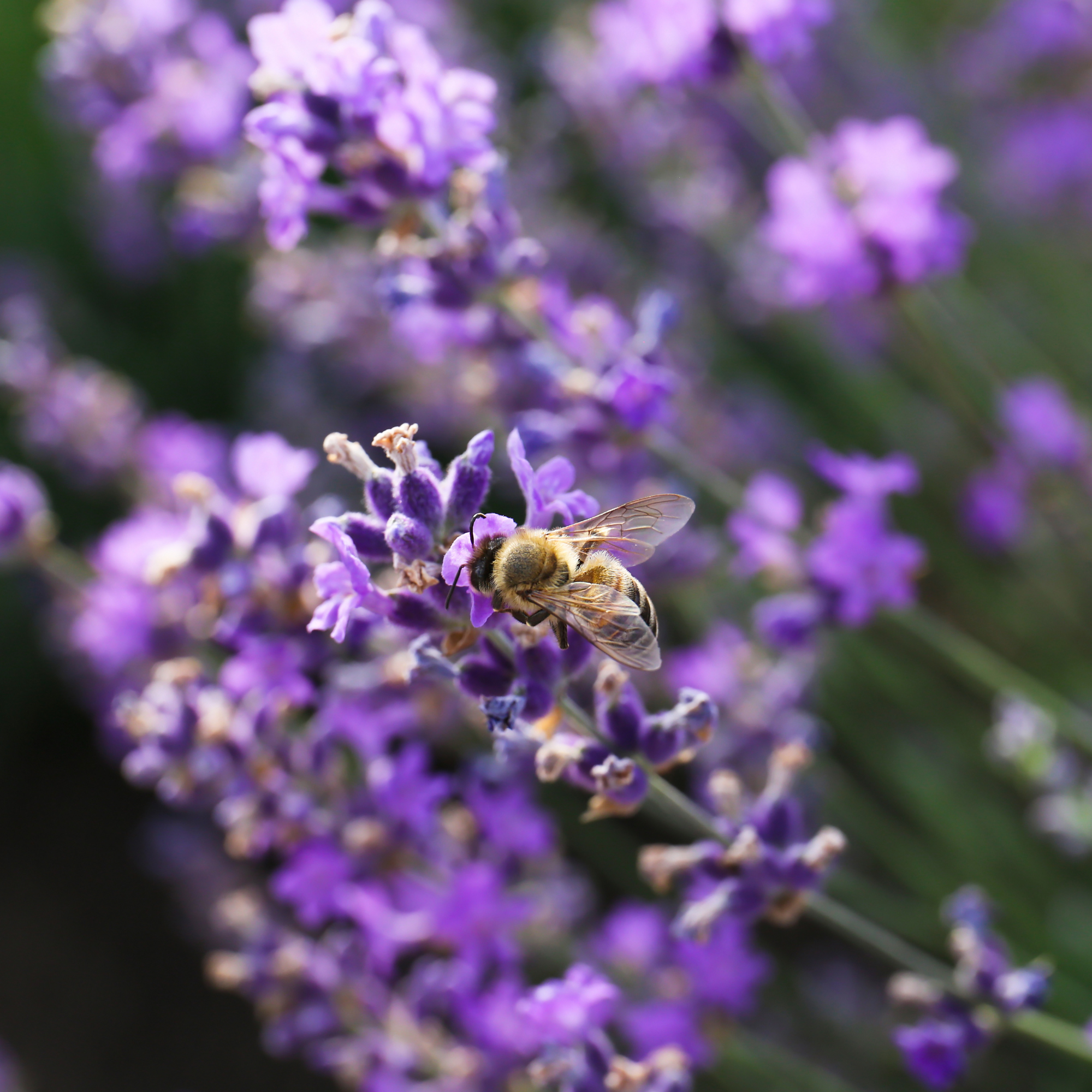 Sweet Alyssum Royal Carpet Seed Pouch