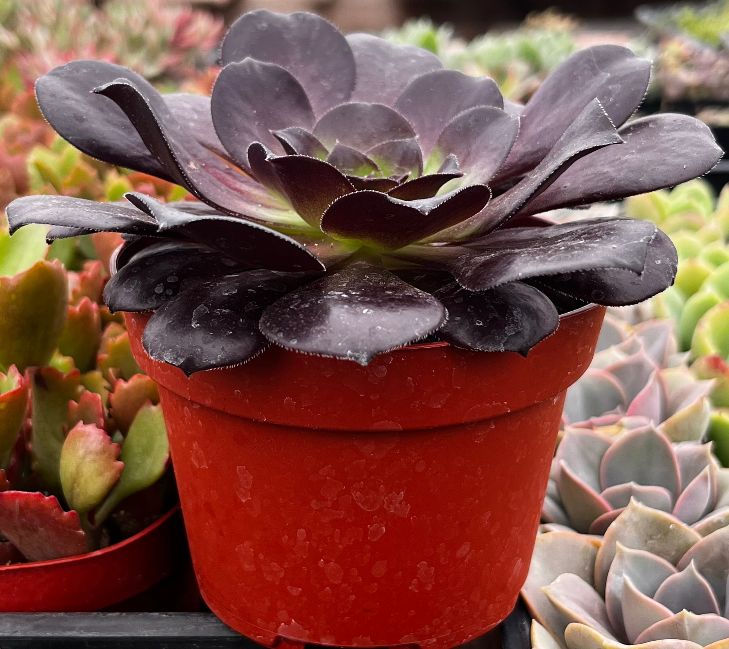 Aeonium Black Rose Zwartkop
