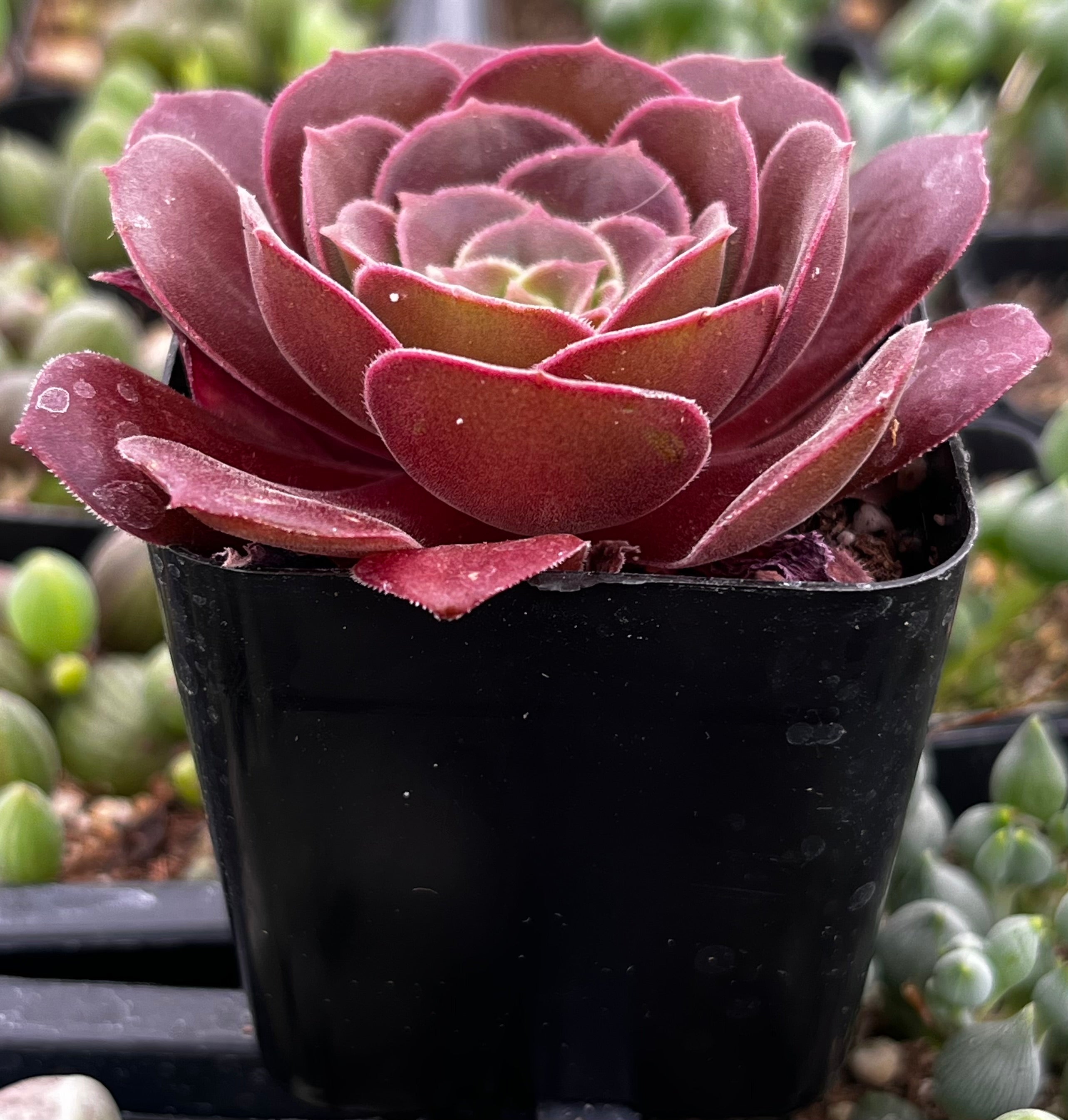 Aeonium Velvour