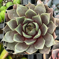 Sempervivum Commander