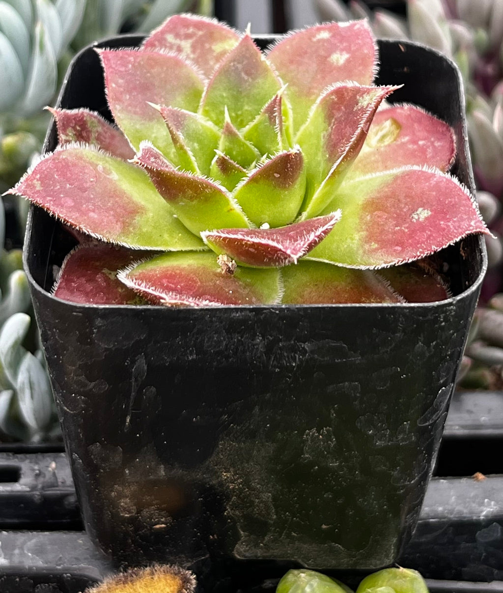 Sempervivum Strawberry Kiwi