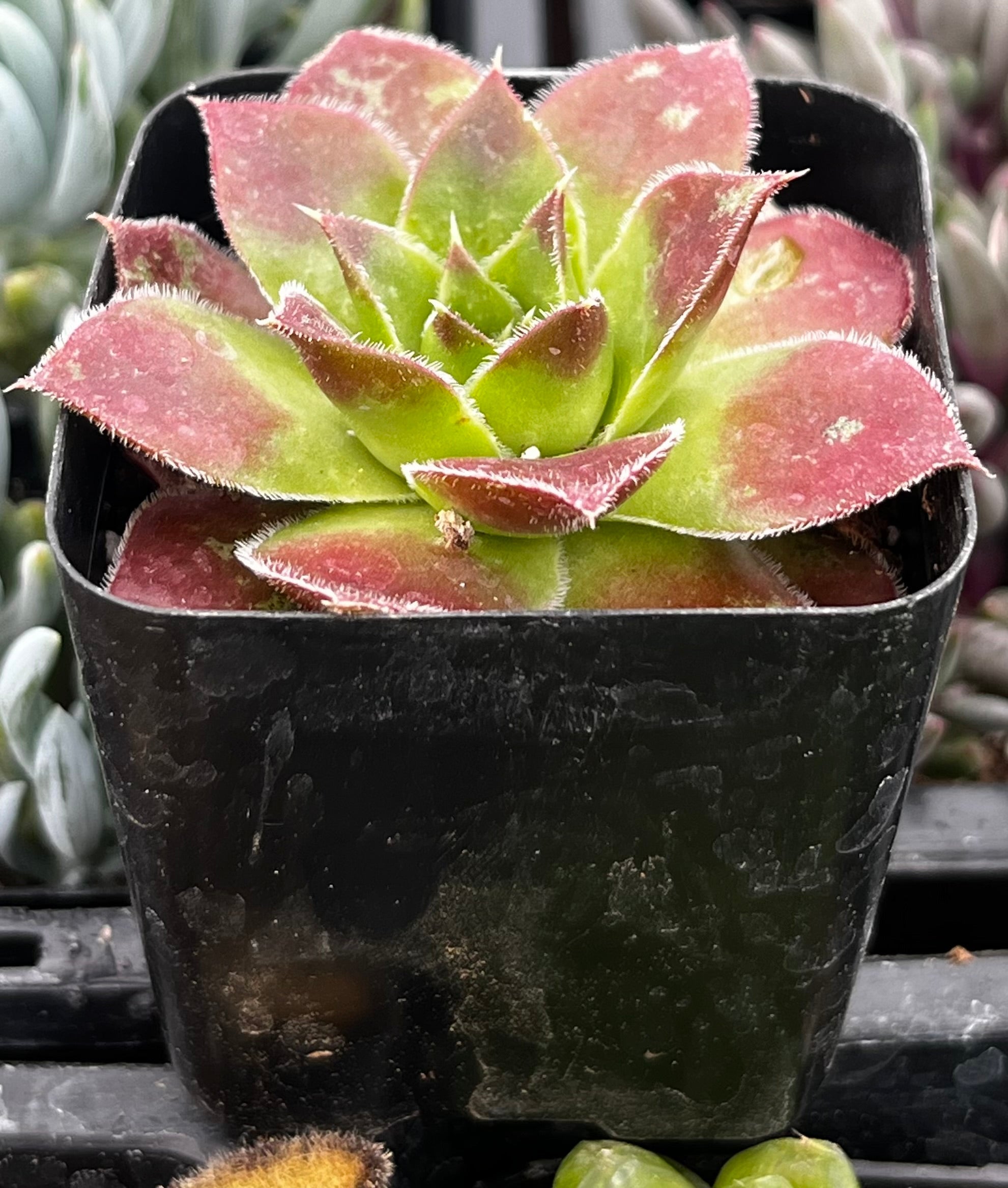 Sempervivum Strawberry Kiwi