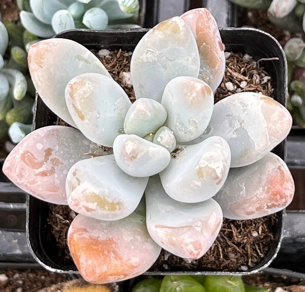 Pachyphytum Blue Haze