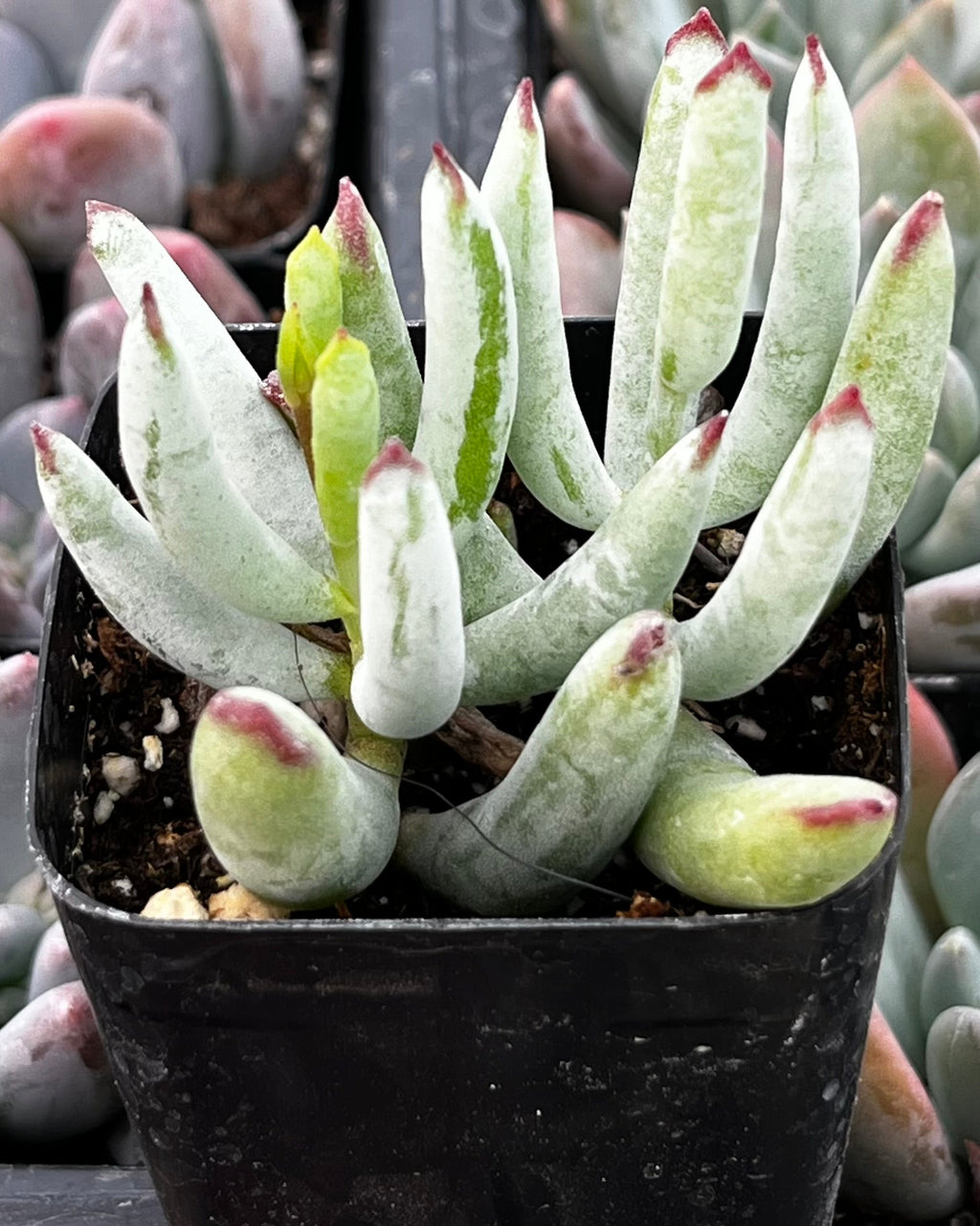 Cotyledon White Sprite