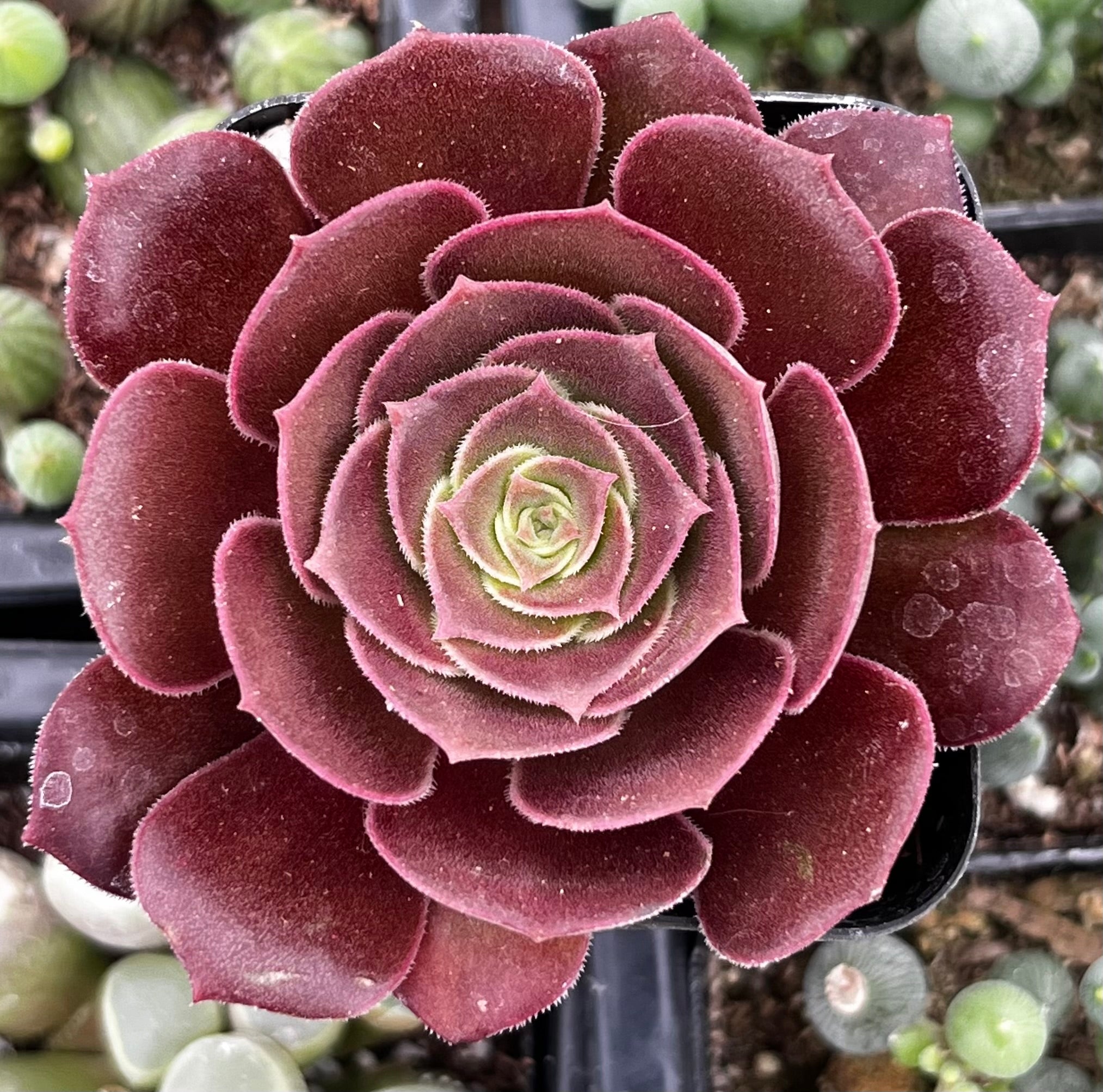 Aeonium Velvour