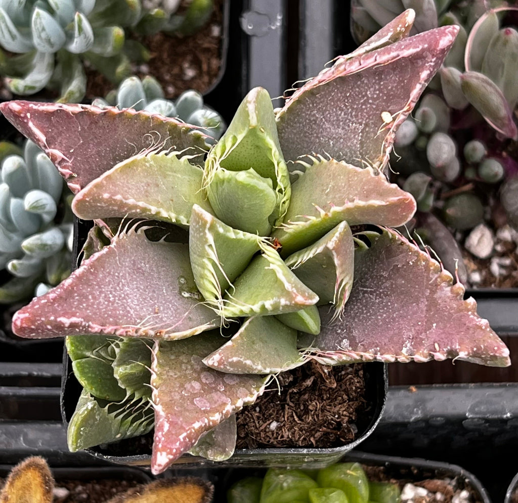 Faucaria Tigrina