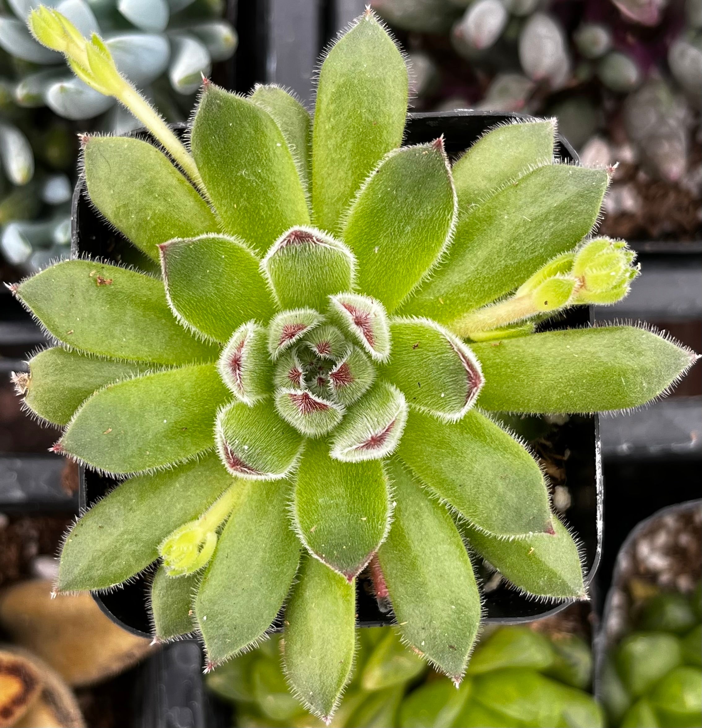 Sempervivum Spring Beauty