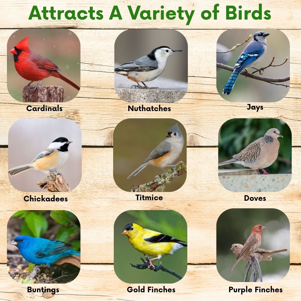 Pollinator & Wild Bird Seed Meadow Mix