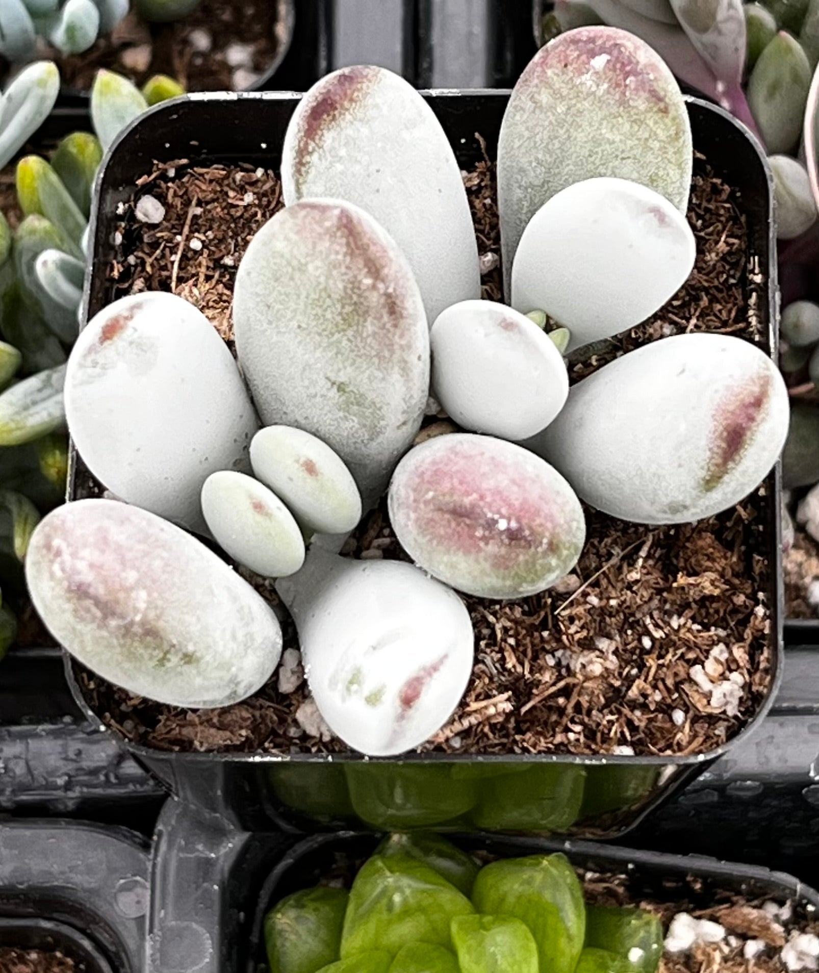 Cotyledon Silver Peak