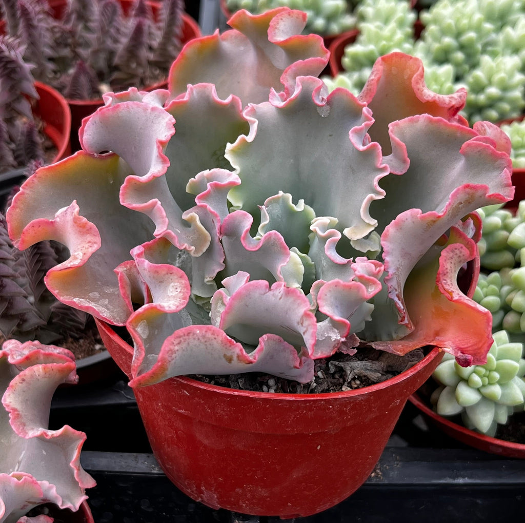 Echeveria Blue Curls