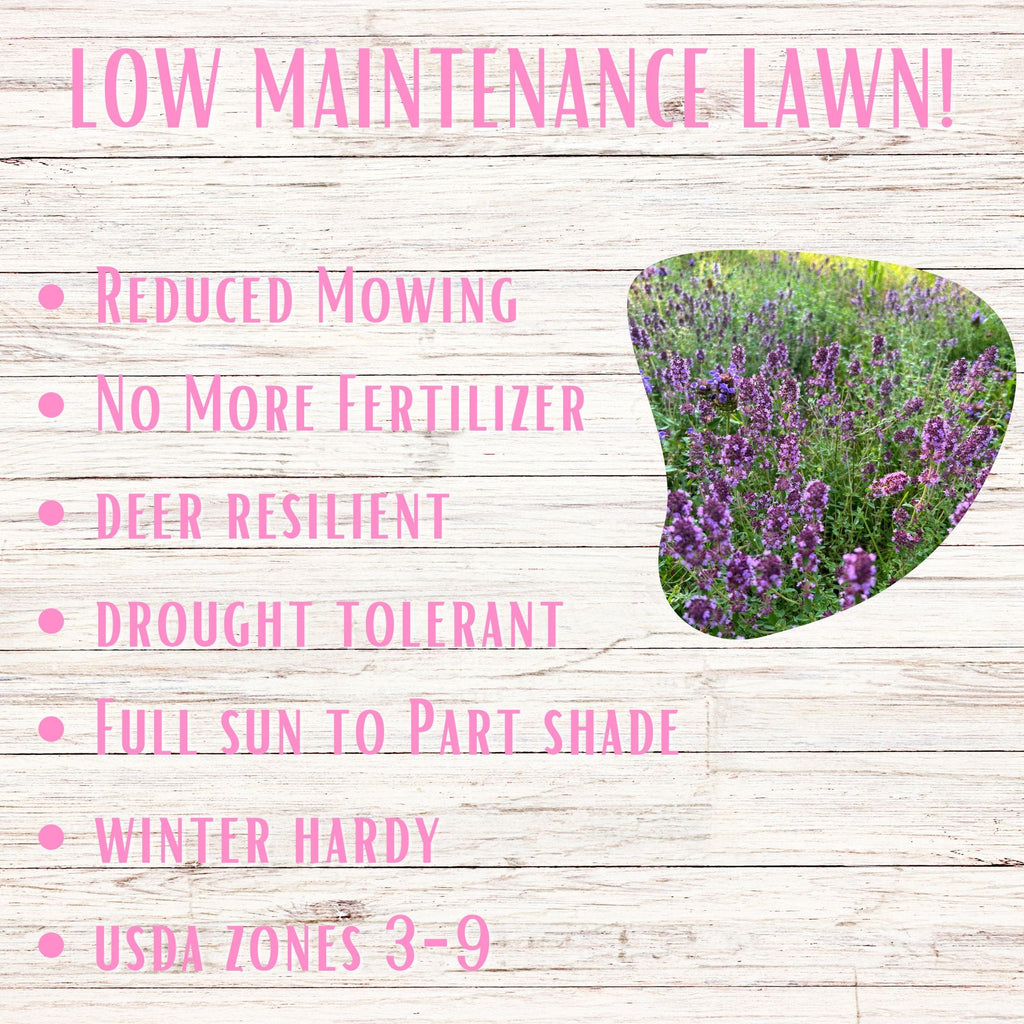 Creeping Thyme Easy Spread Shaker