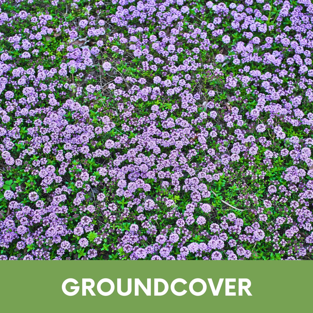 Creeping Thyme Easy Spread Shaker