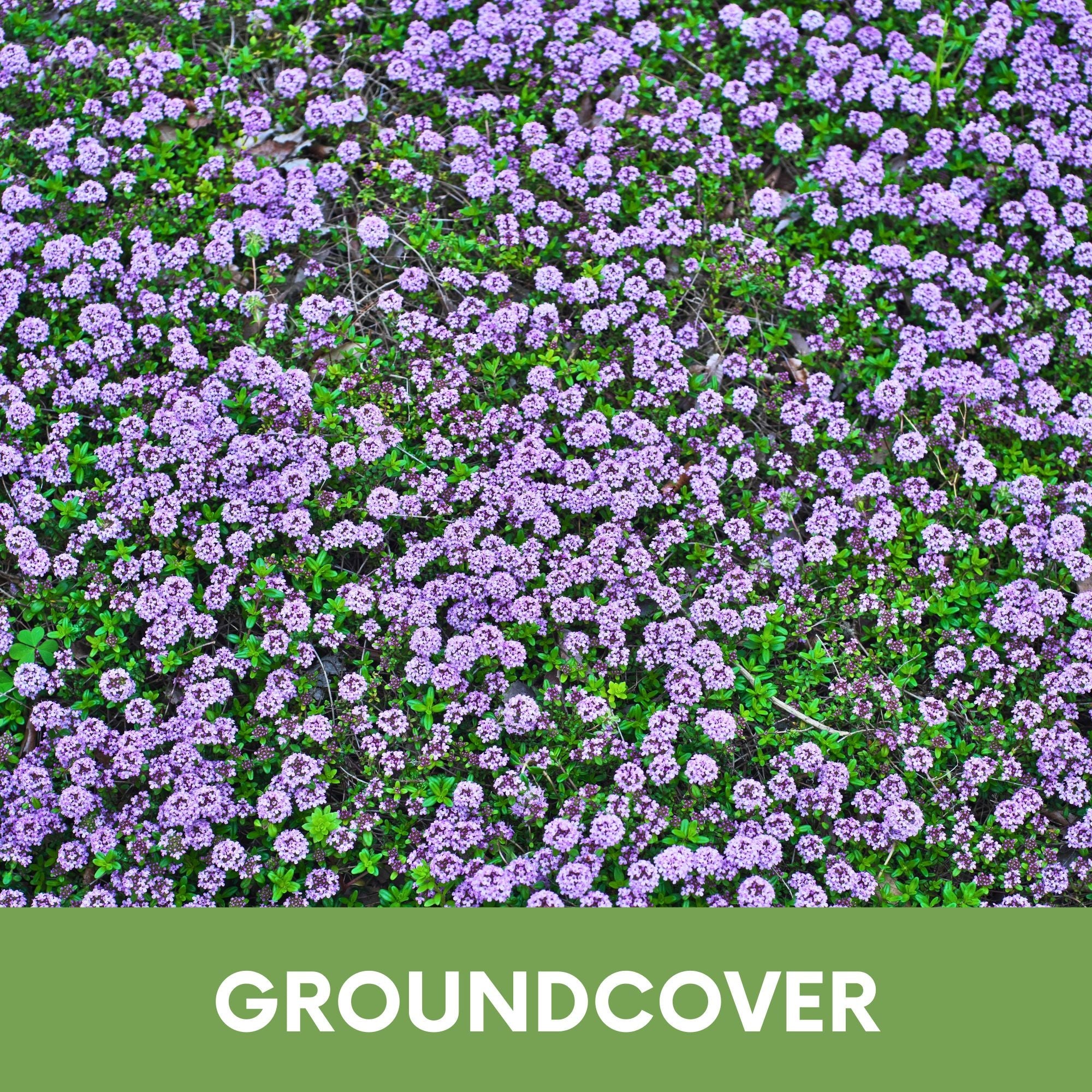 Creeping Thyme Easy Spread Shaker