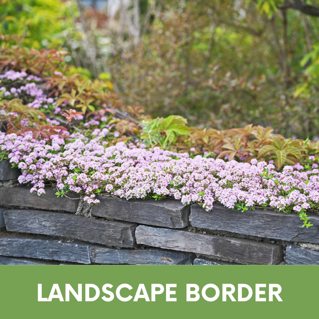 Creeping Thyme Easy Spread Shaker