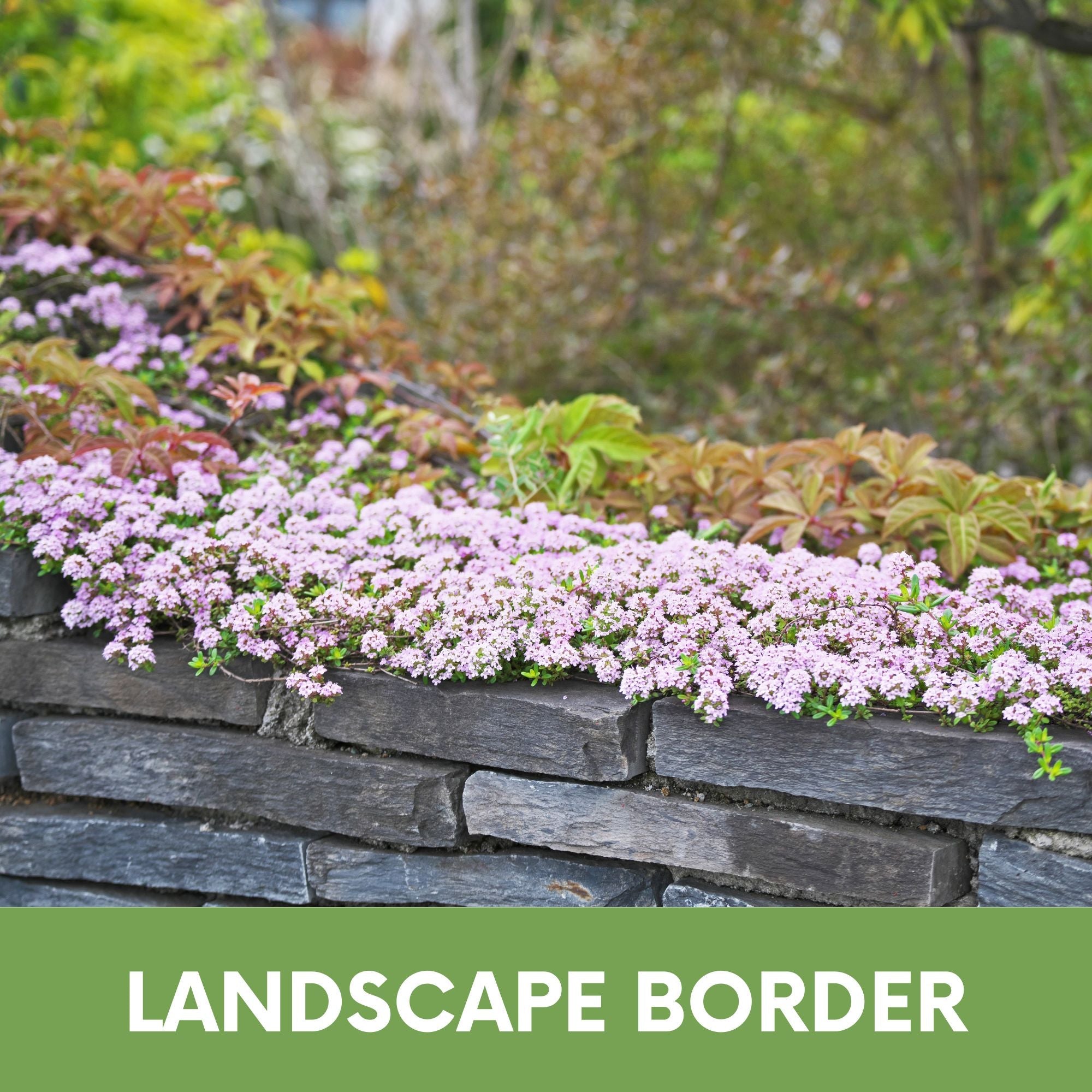 Creeping Thyme Easy Spread Shaker