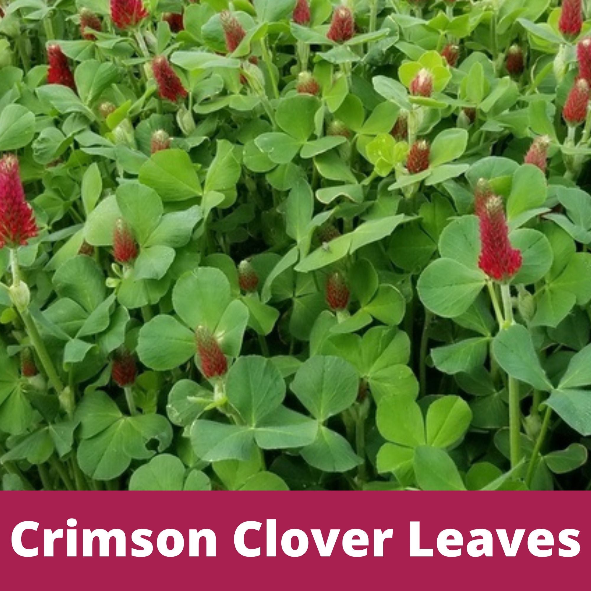 Crimson Clover + Mow Less Grass Seed