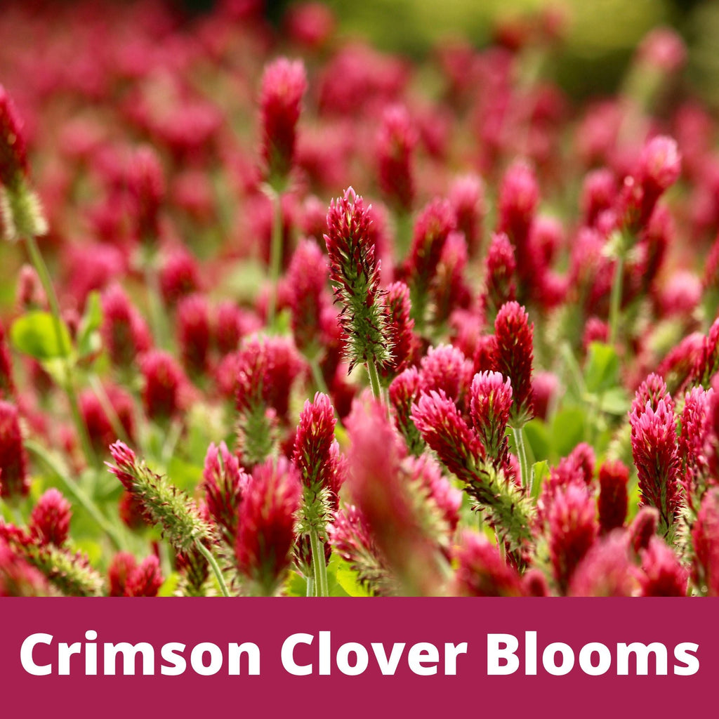Crimson Clover Seed