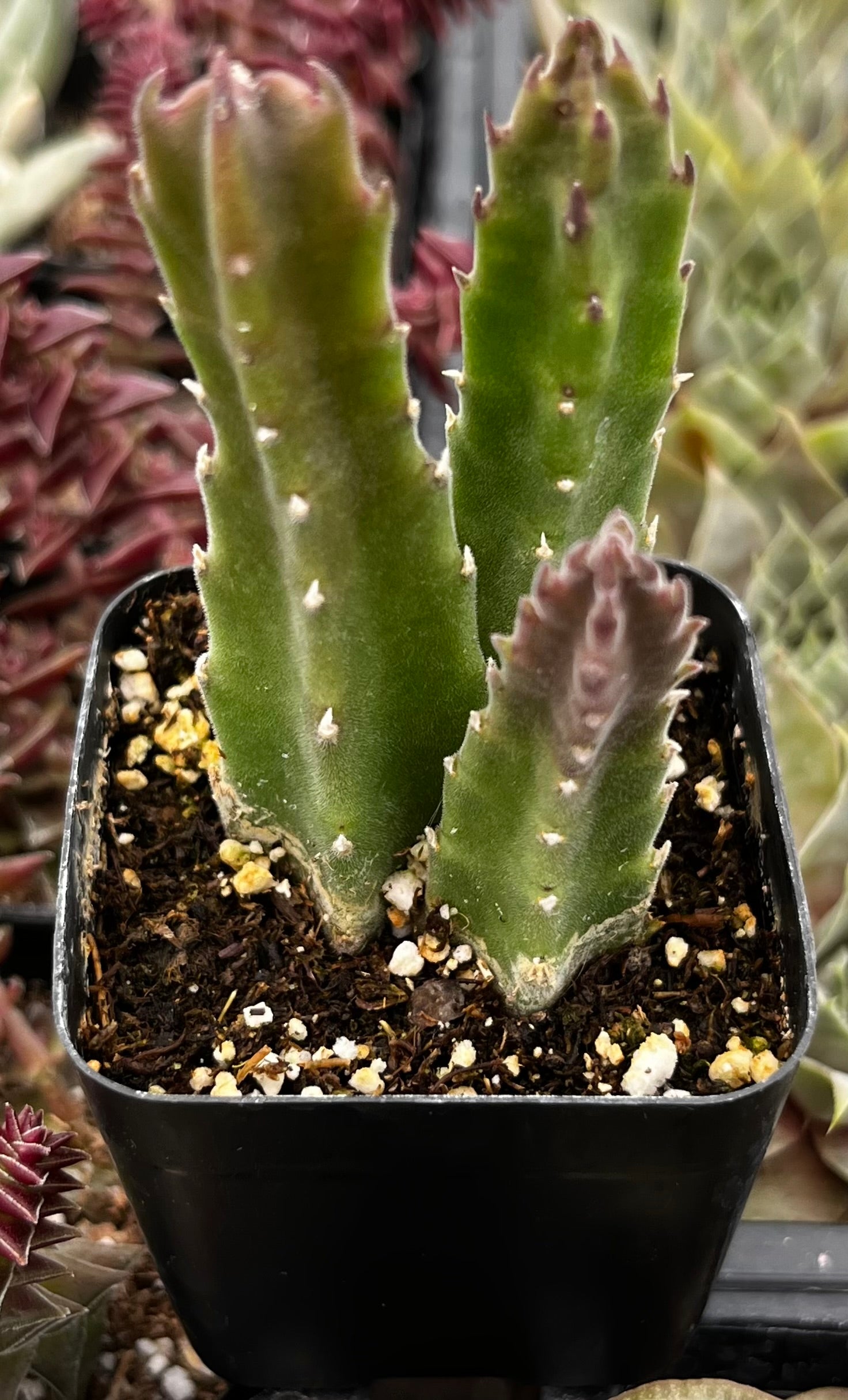 Stapelia Gigantea
