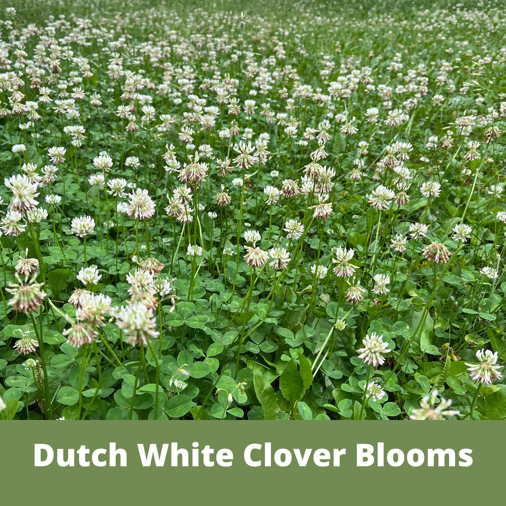 Dutch White Clover Easy Spread Shaker