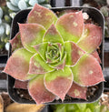 Sempervivum Strawberry Kiwi