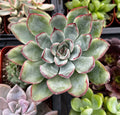 Echeveria Pulido