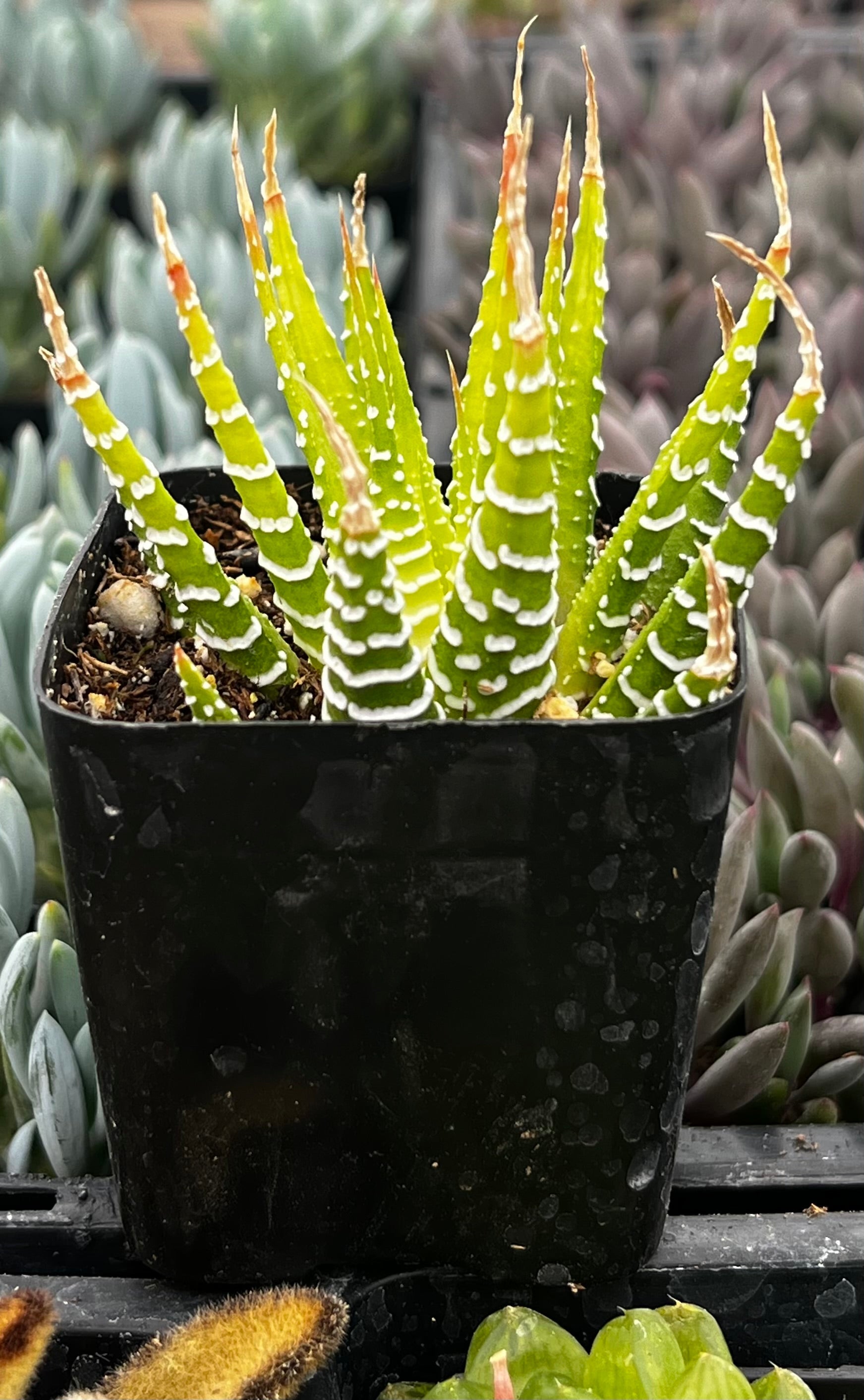 Variegated Haworthia Zebra