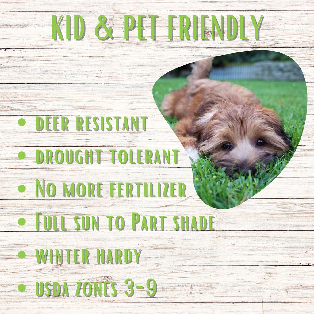 Micro Bee Lawn Seed Mixture - Easy Spread Shaker