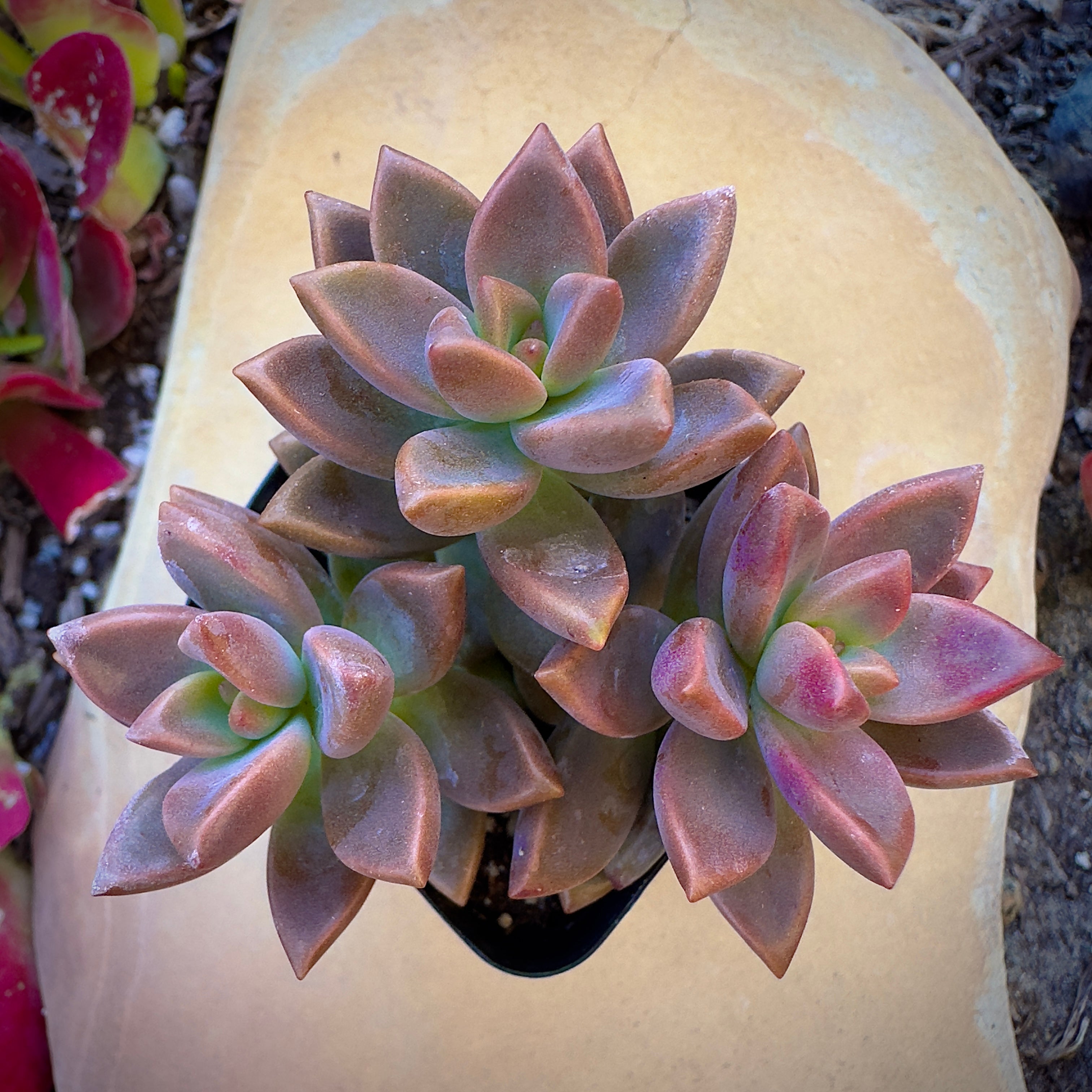 Bulk Succulent Plants