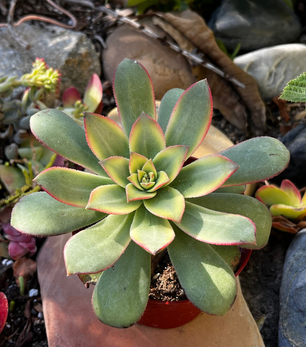 Aeonium Kiwi