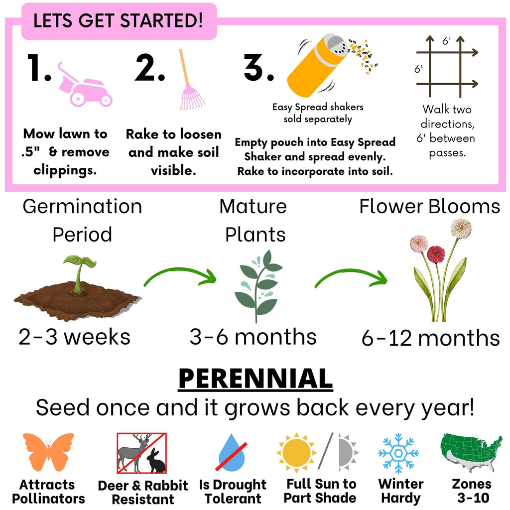 English Daisy 'Mixed' Seed Pouch