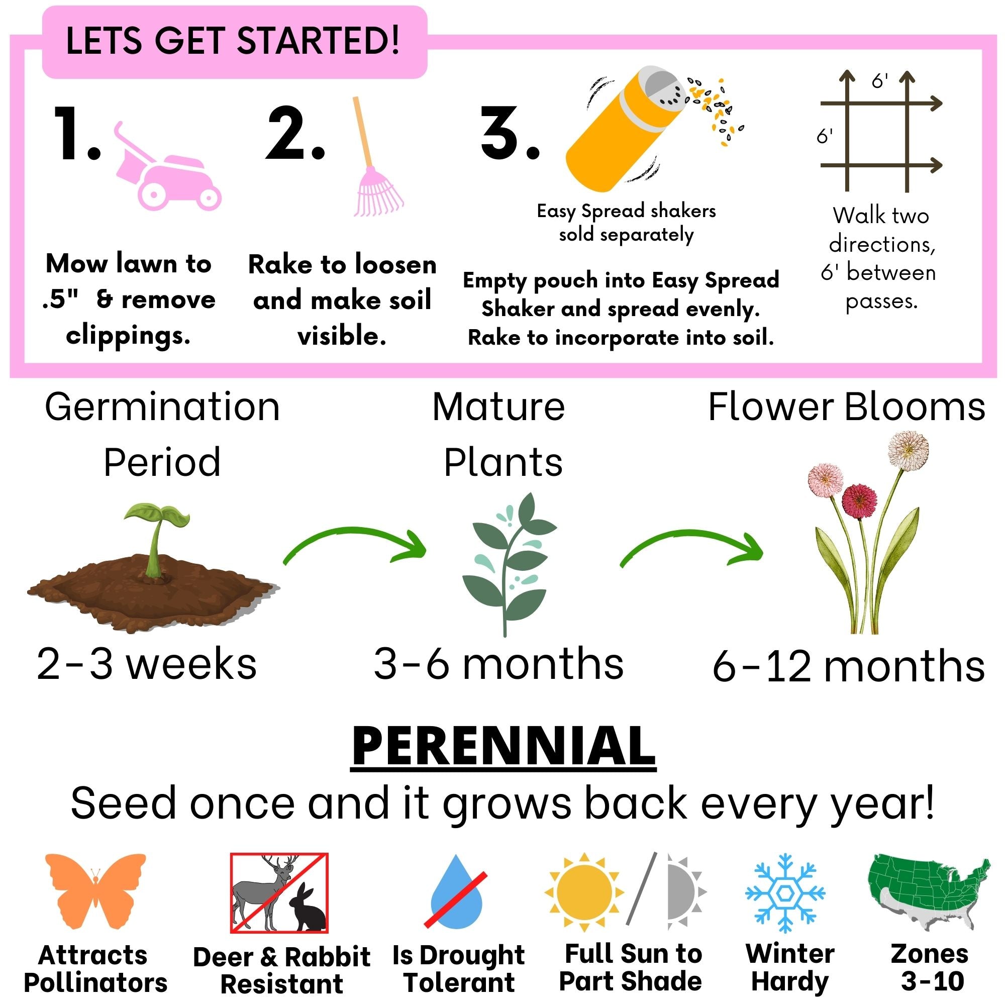 English Daisy 'Mixed' Seed Pouch