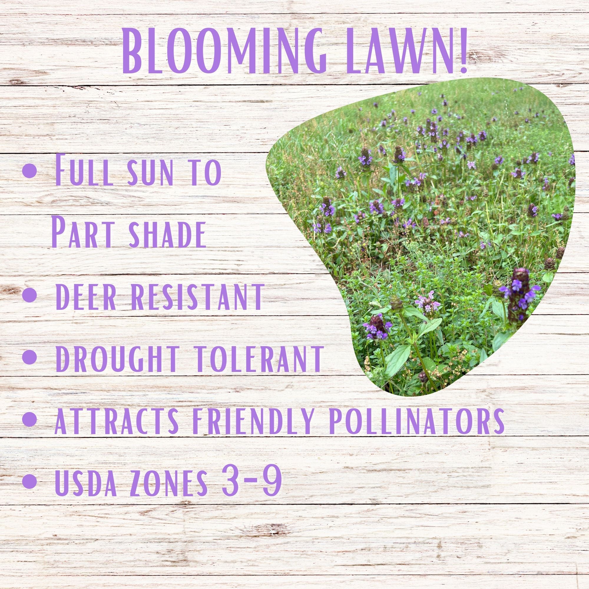 Self-Heal Seed Pouch