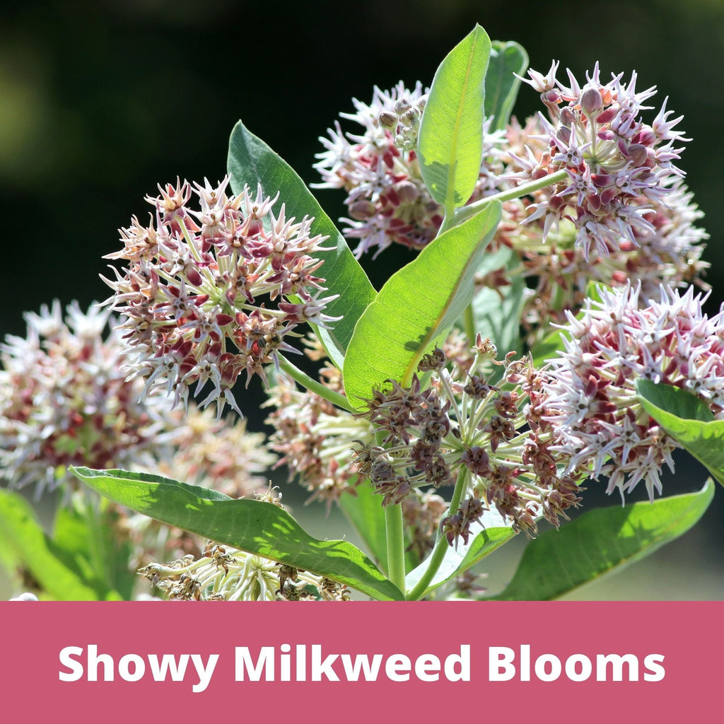 Showy Milkweed Seed Pouch