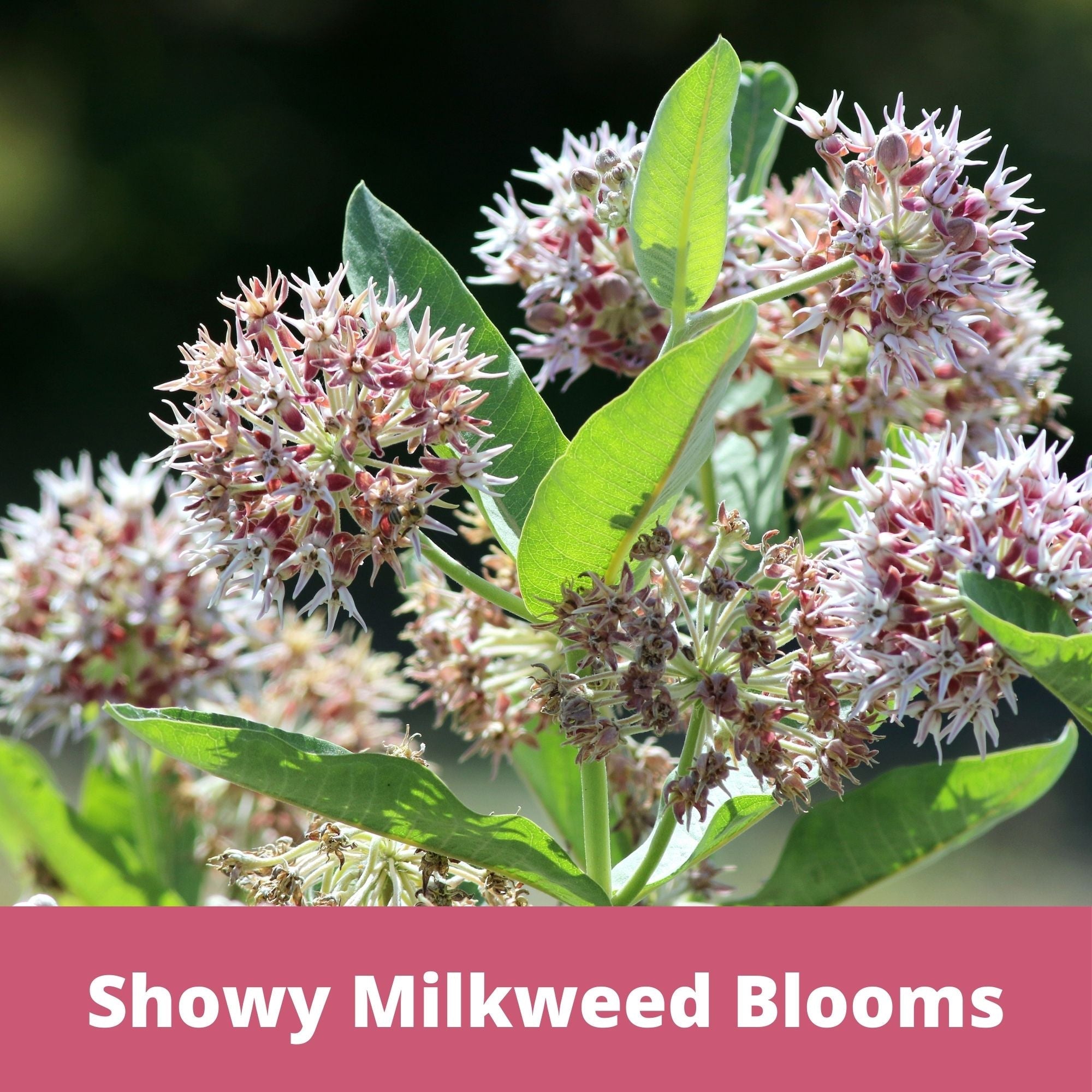 Showy Milkweed Seed Pouch