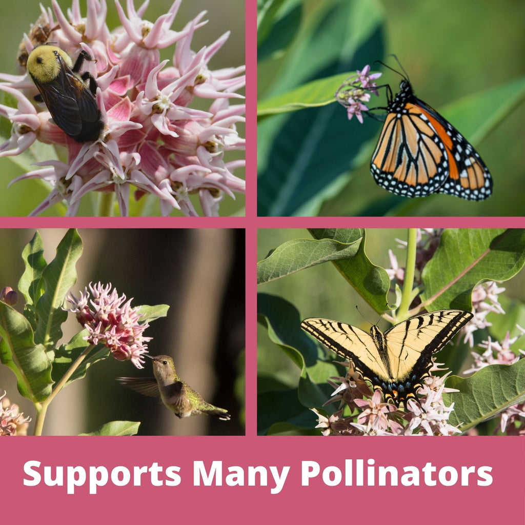 Showy Milkweed Seed Pouch