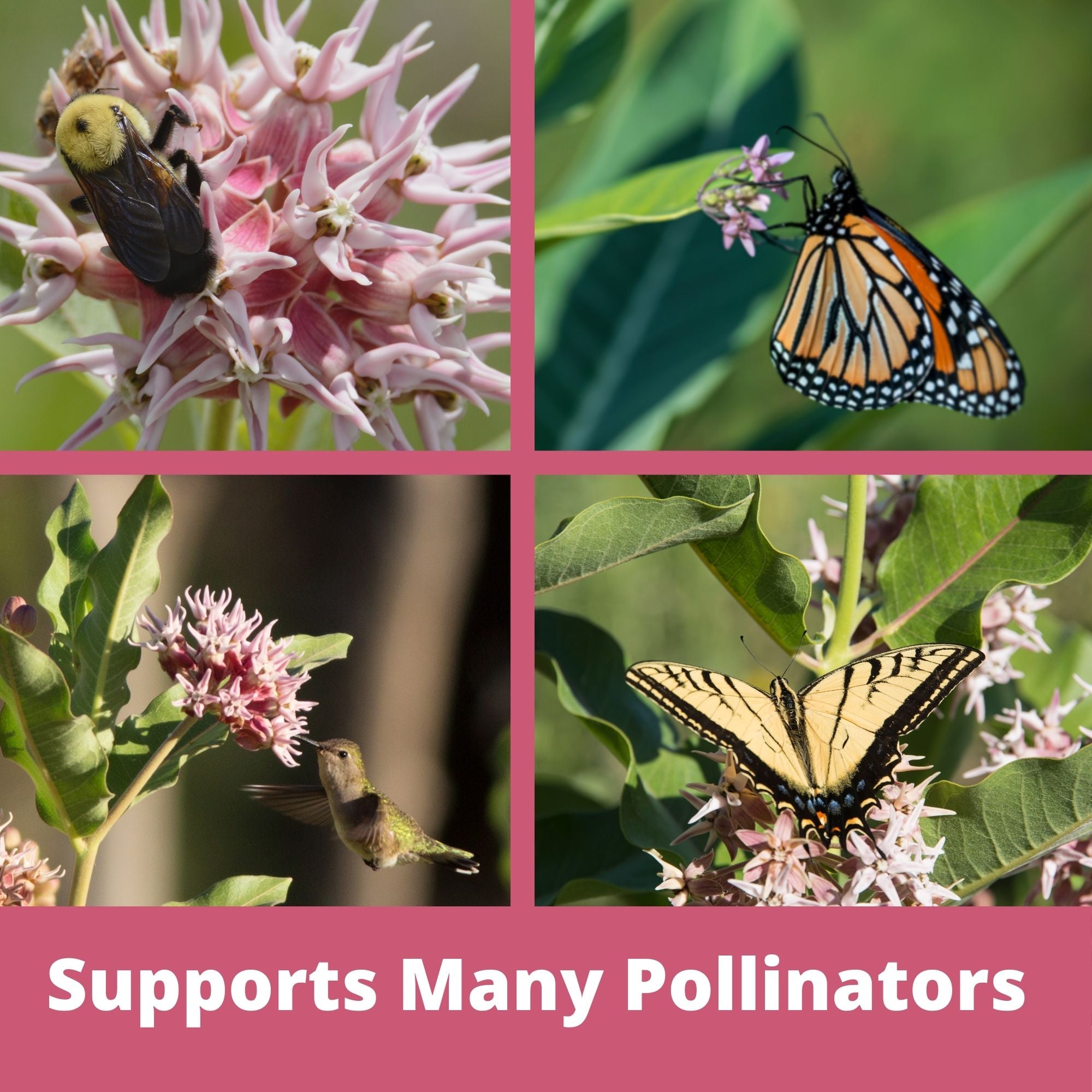 Showy Milkweed Seed Pouch