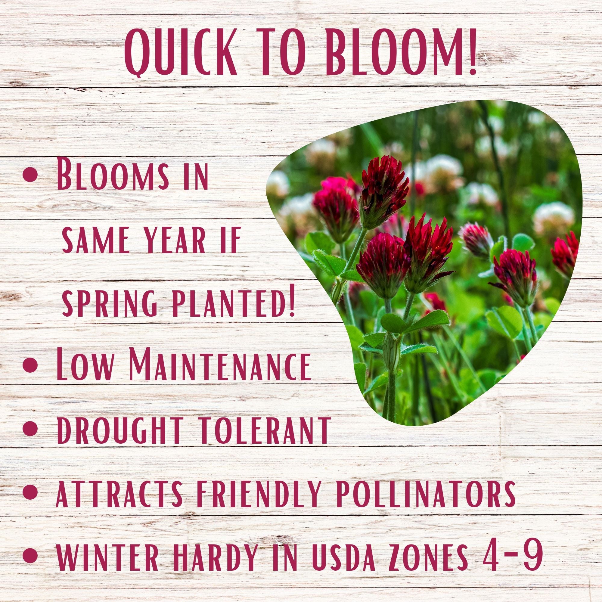 Speedy Bee Lawn Seed Kit