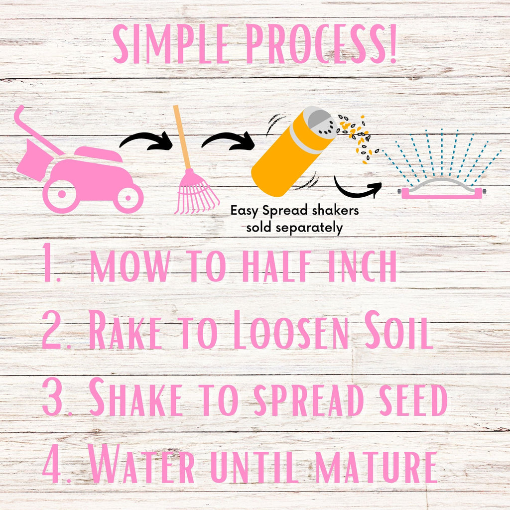 English Daisy 'Mixed' Seed Pouch