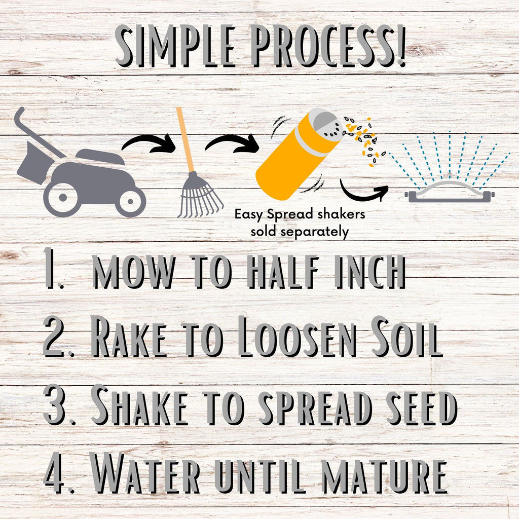 Sweet Alyssum Carpet Of Snow Seed Pouch