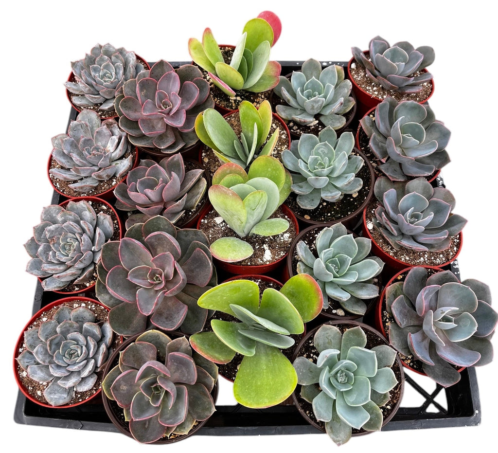 Bulk 4 inch Succulent Plants