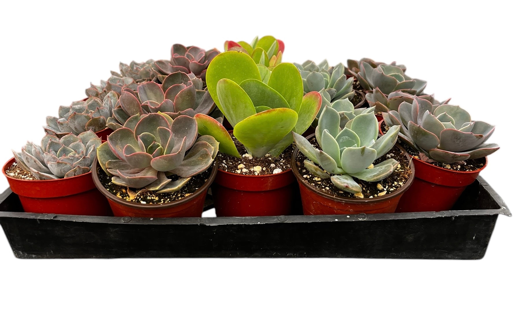Bulk 4 inch Succulent Plants