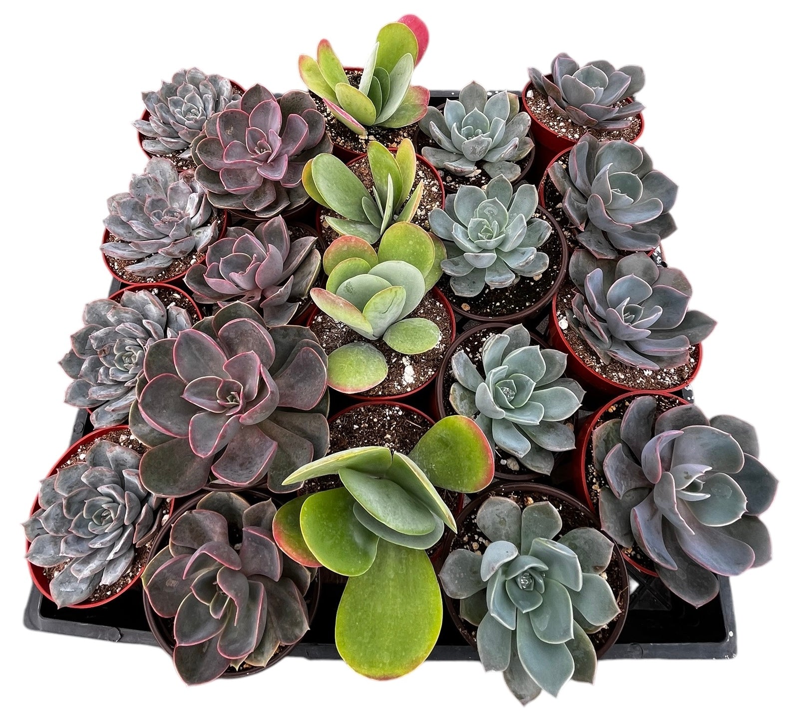 Bulk 4 inch Succulent Plants