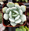 Echeveria Elegans Blue