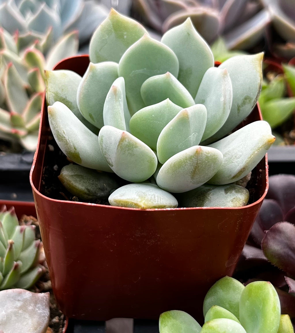 Echeveria Elegans Blue