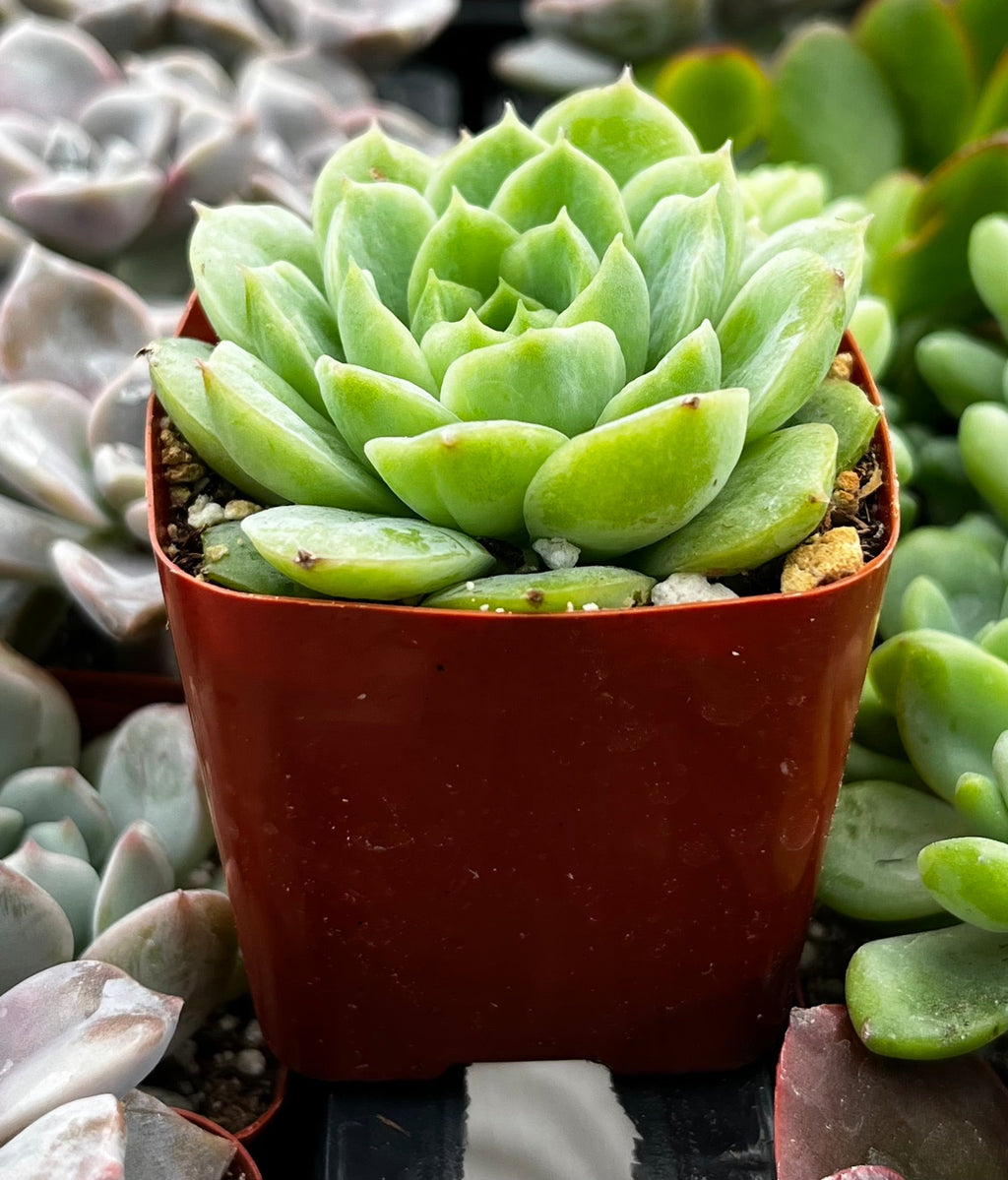 Echeveria Lime and Chile