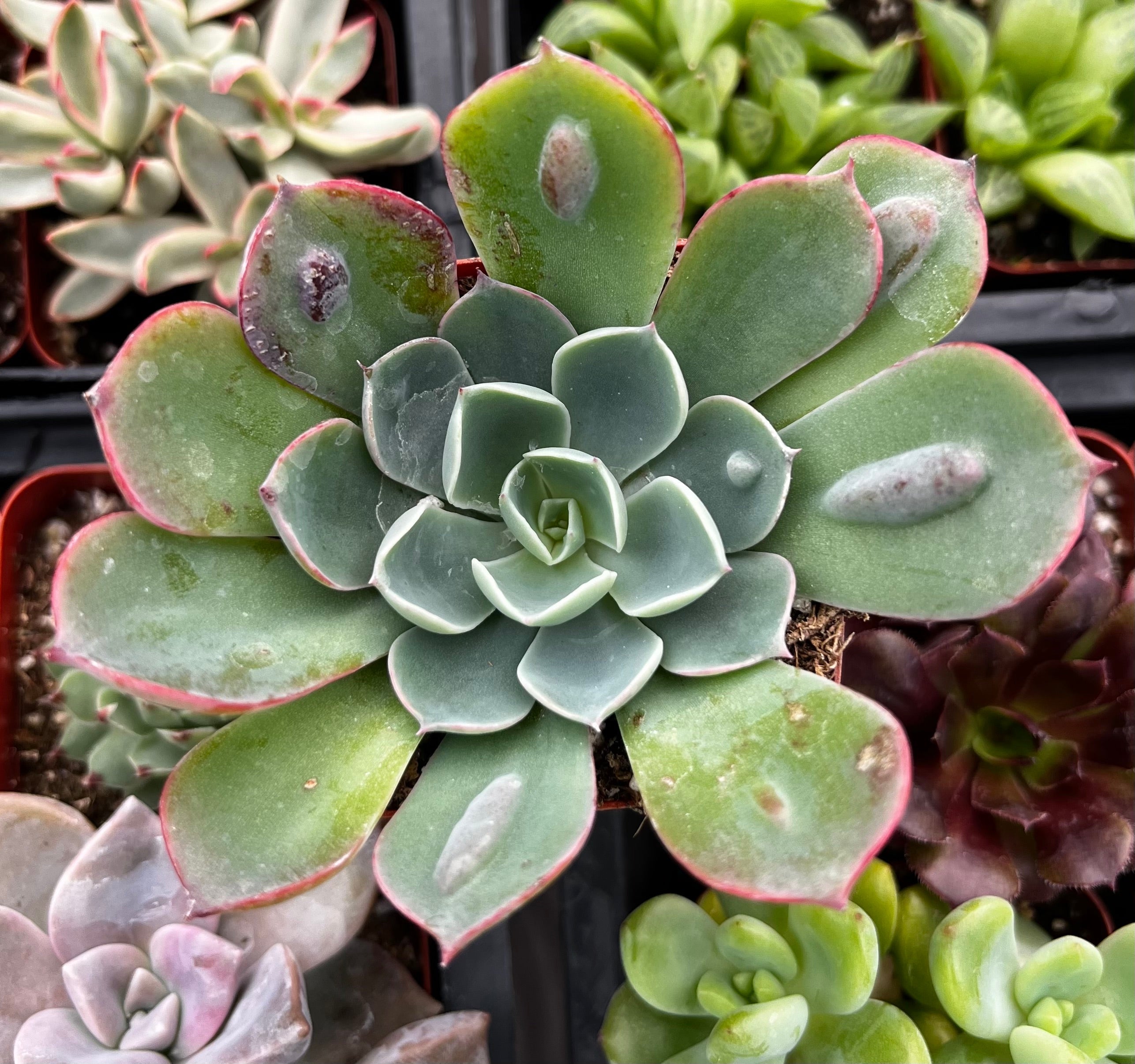 Echeveria Raindrops
