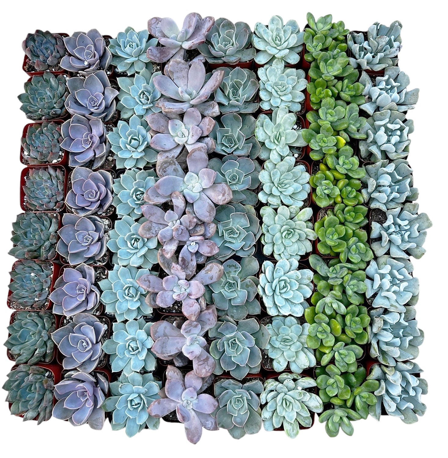 Bulk Echeveria Rosette Succulents