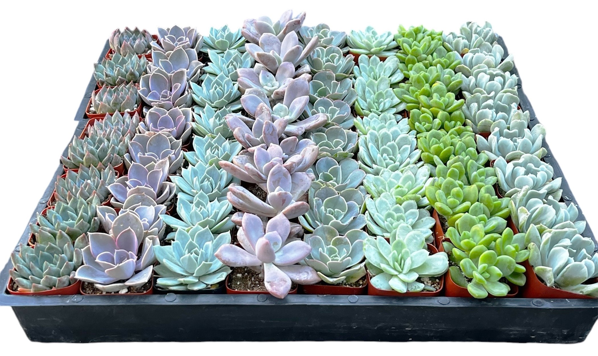 Bulk Echeveria Rosette Succulents