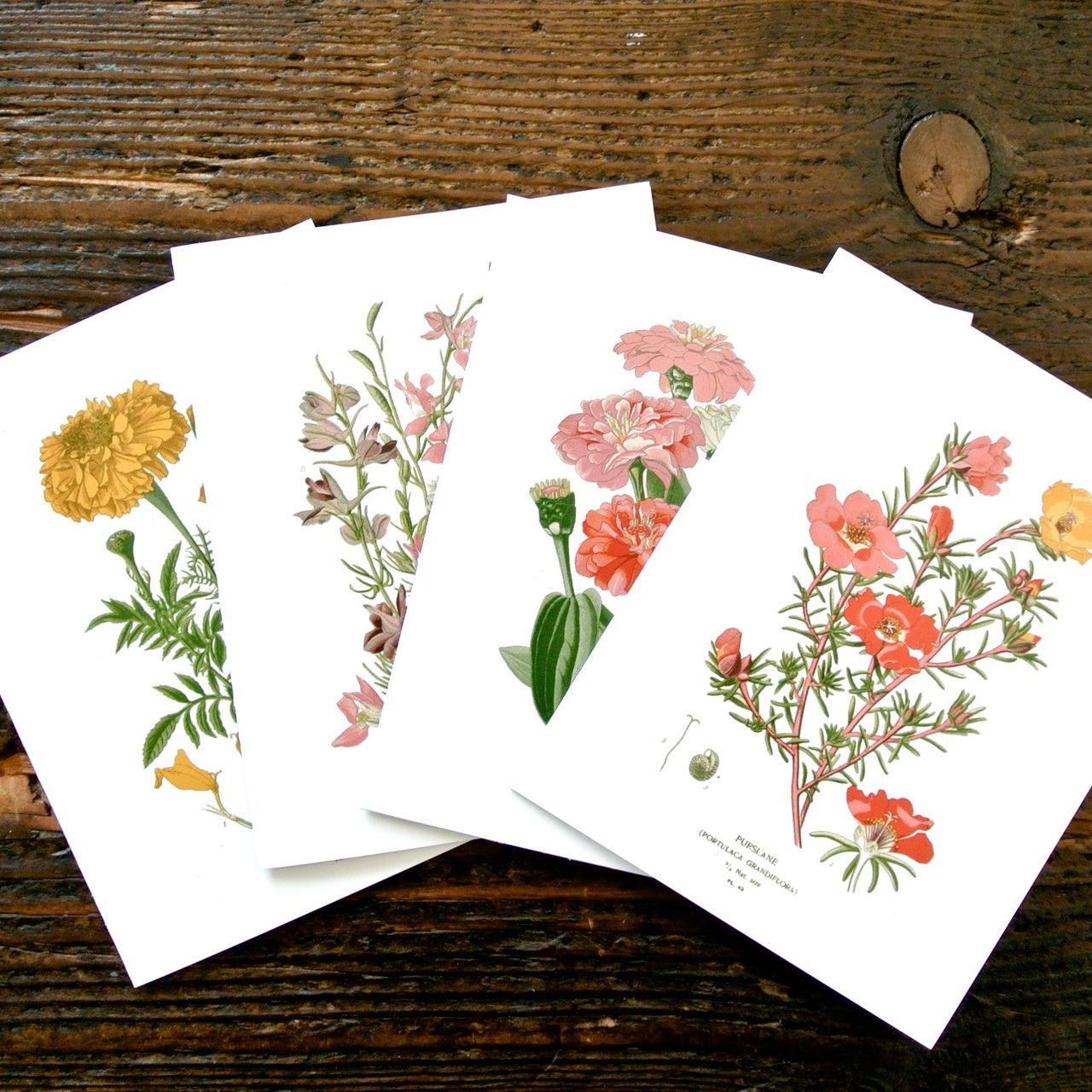 Botanical Greeting Cards (Set of 4)