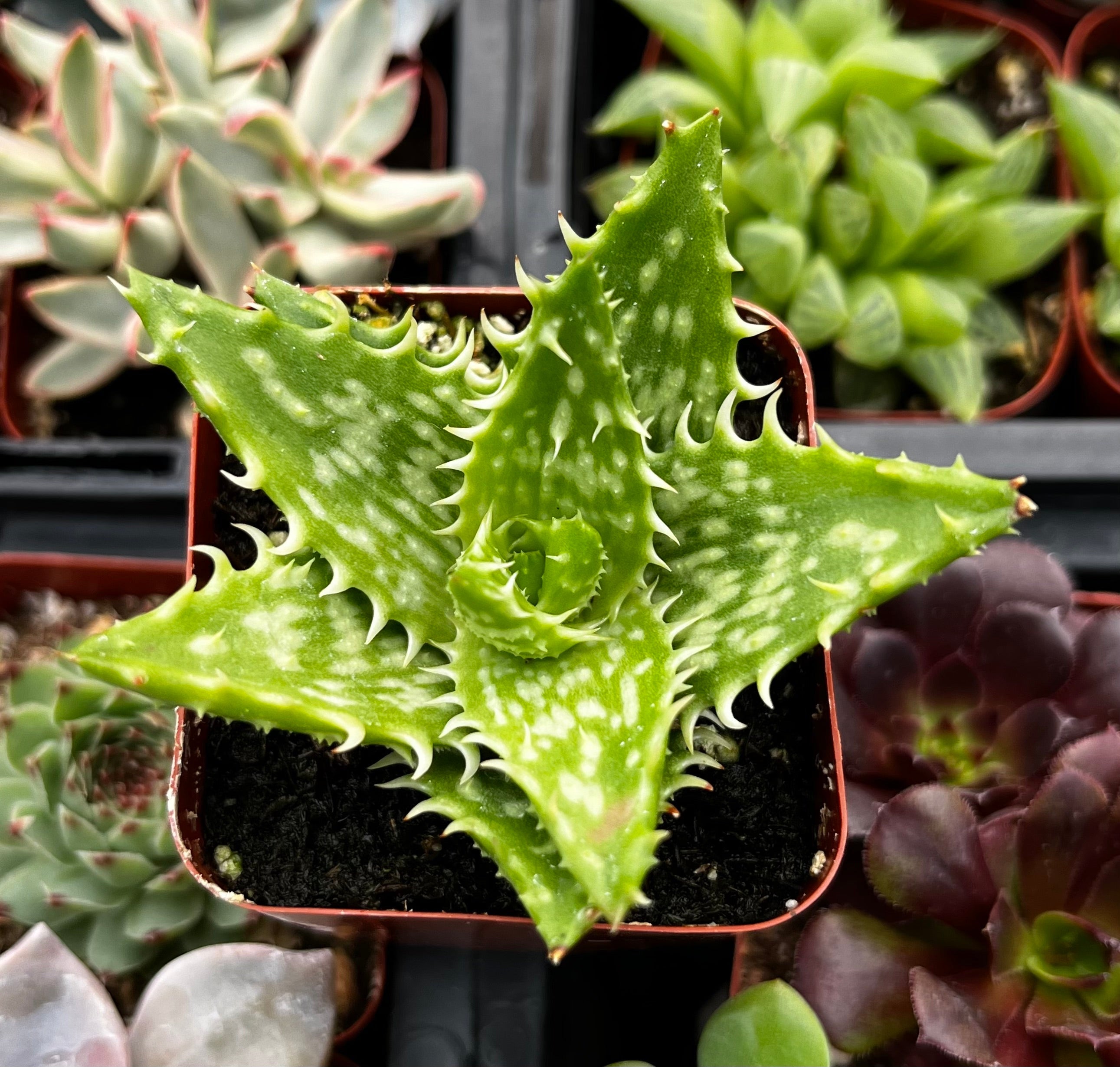 Tiger Tooth Aloe